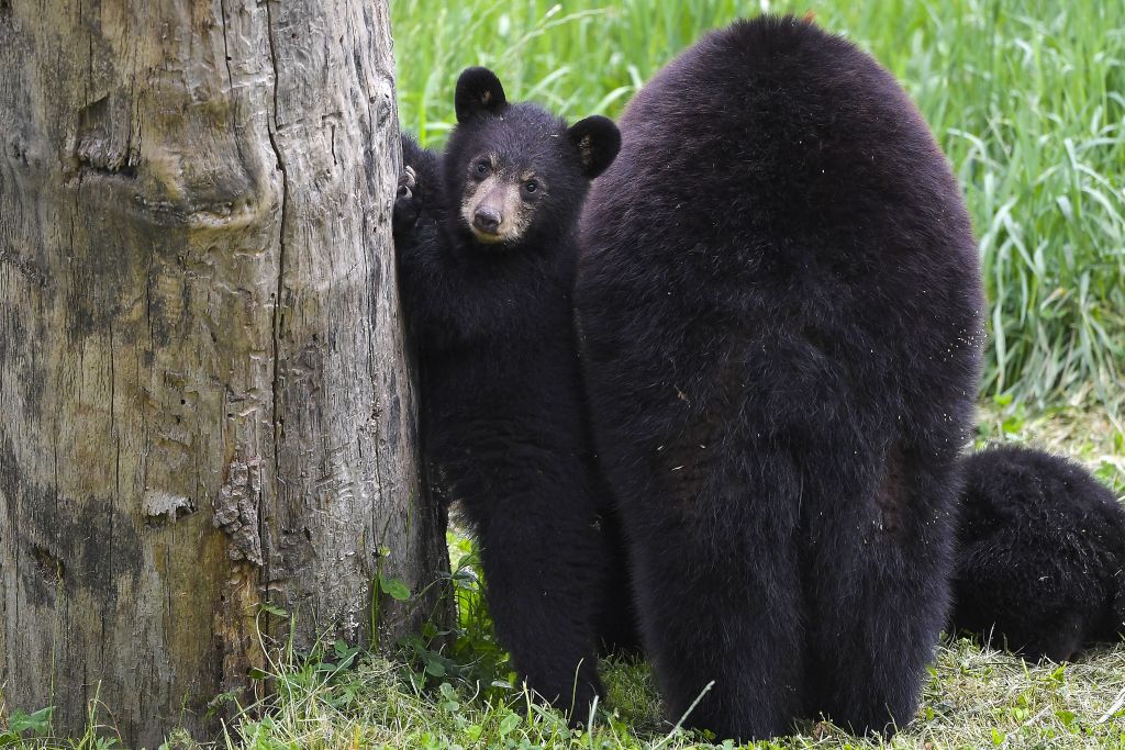 Two female black bears play 