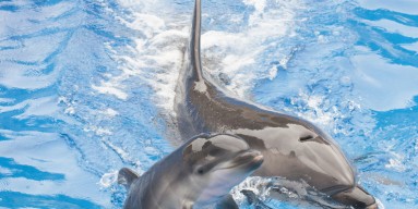 Dolphin Calf Born At SeaWorld San Diego