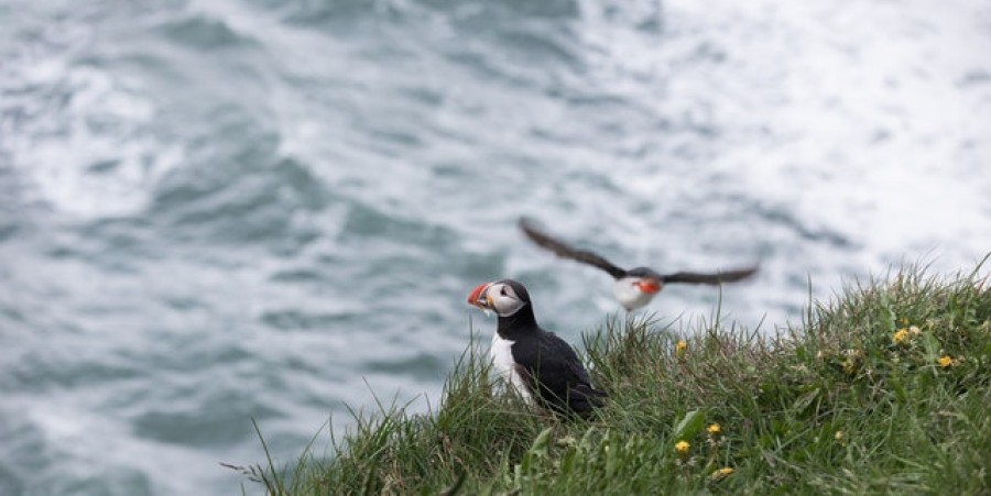 Puffin Bird on a Seaside Cliff