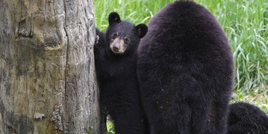 Two female black bears play 